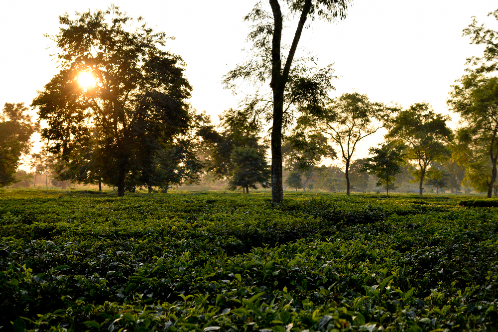 India283.gif