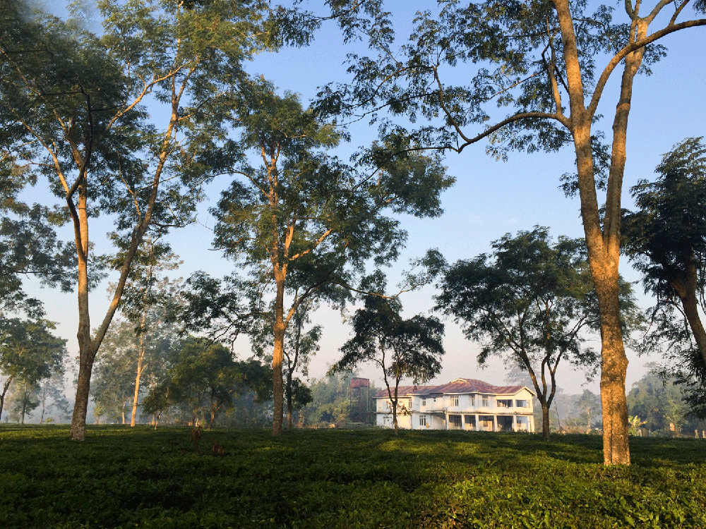 India311.gif